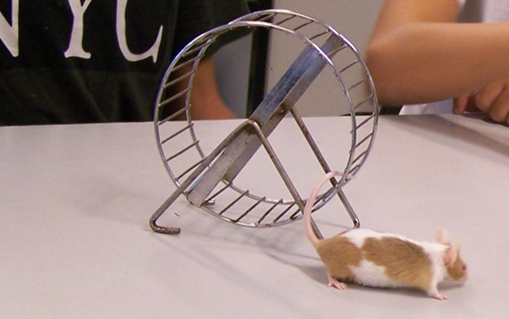 Mäuseprojekt Laufrad